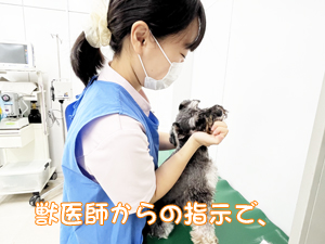 モデル犬の健康を守ります！